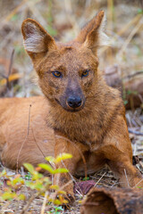 Dhole or Indian Wild Dog lying alongside the road resting after a hunt in Tadoba National Park, India