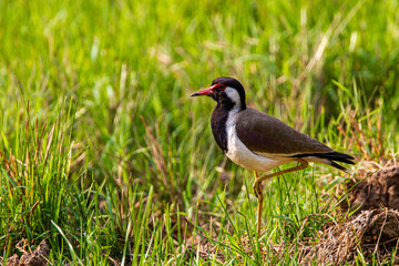 Red-wattled Lapwing near its nest in the grass in India