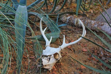 deer skull in the desert garden 