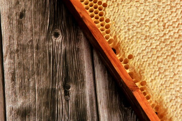 Bee Honeycombs in a Frame, Honey in honeycombs, Beekeeping concept