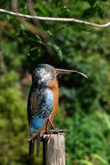 jardin decoration oiseau martin pecheur fer metal couleur