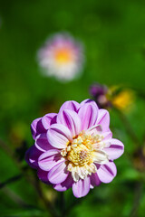 Obraz premium jardin fleur flore couleur loisir 