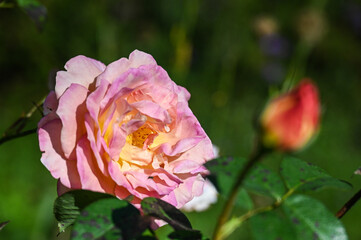 jardin fleur flore couleur loisir rose