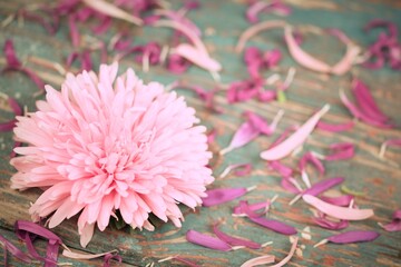 Pink aster flowers and petals on bokeh vintage blue wooden background, floral vintage background with space for text, soft colors.