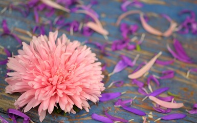 Pink aster flowers and petals on bokeh vintage blue wooden background, floral vintage background with space for text, vivid colors.