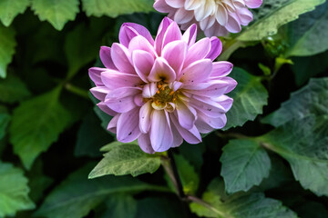 pink dahlia flower