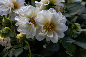 white dahlia flower