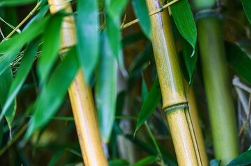 bois fleur feuille bambou tige environnement arbre