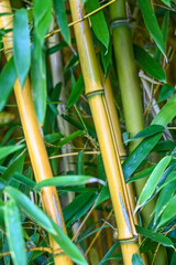 bois fleur feuille bambou tige environnement arbre