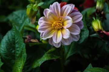 yellow and red flower