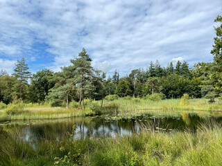 Fototapeta na wymiar Pond and forest around Wijnjewoude