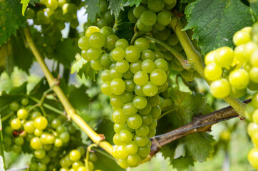 White wine: Vine with grapes just before harvest, Sauvignon Blanc grapevine in an old vineyard near a winery