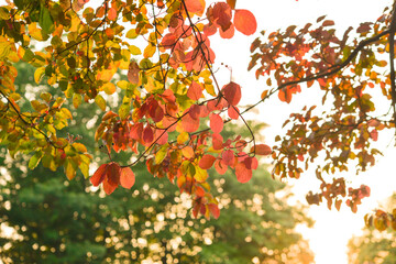 Autumn leaves on the tree. Season of colorful foliage.