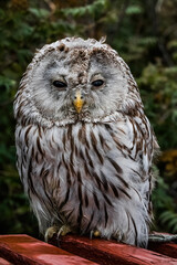 great horned owl