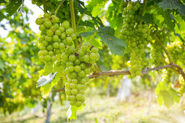 White wine: Vine with grapes just before harvest, Sauvignon Blanc grapevine in an old vineyard near a winery - obrazy, fototapety, plakaty