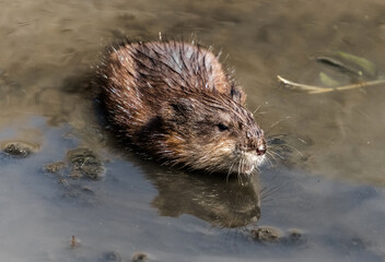 otter in the water