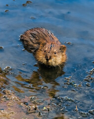 otter in the water