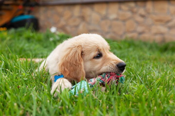 Happy Golden retriever is lying in the green grass backyard and playing with a toy.