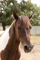 Naklejka na ściany i meble Beautiful brown horse in paddock at zoo