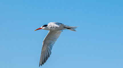 Royal Tern (Thalasseus maximus) in Bolsa Chica Ecological Reserve, California, USA