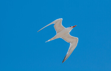 Fototapeta na wymiar Royal Tern (Thalasseus maximus) in Bolsa Chica Ecological Reserve, California, USA