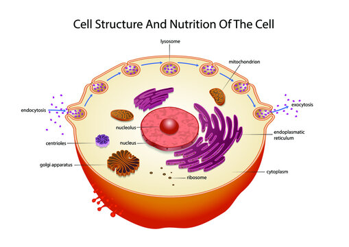 Cell structure and nutrition of the cell.