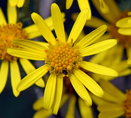 Ragwort, common ragwort // Jakobs-Kreuzkraut, Jakobs-Greiskraut (Jacobaea vulgaris)