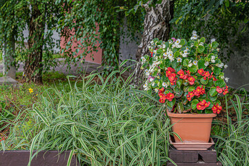 Begonia flowers in pot outdoor