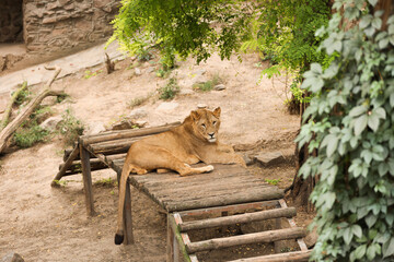 Young lion lying in zoo enclosure. Wild animal