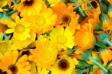 Fresh organic calendula flowers background. Uniform background of bright orange marigold flowers. Close-up, top view.	