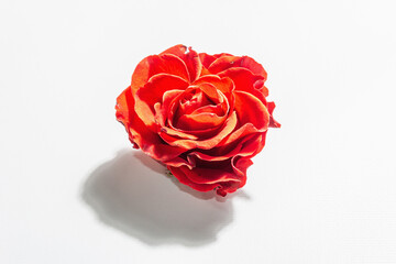 Fresh red rose isolated on white background