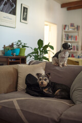 Two dogs seen sitting on sofa with one staring away