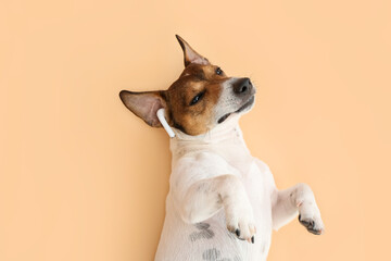Cute Jack Russel Terrier with earphones listening to music on color background