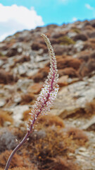 Actaea racemosa is a popular flower on the Crete Island and other Mediterranean islands