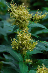 flowers in the garden