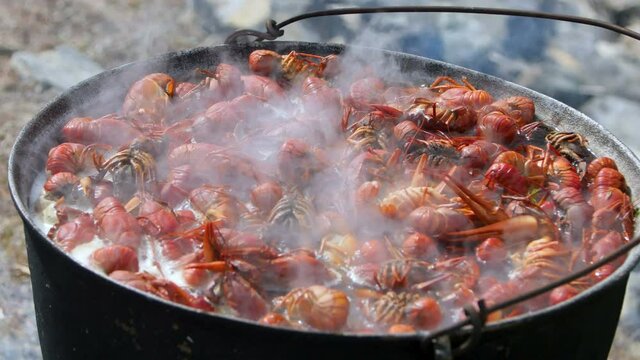 Chef cooking danube crayfish, outdoor in a kettle