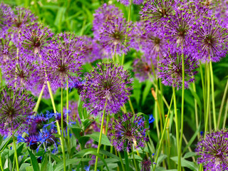 Obraz premium Purple flowers in the garden.