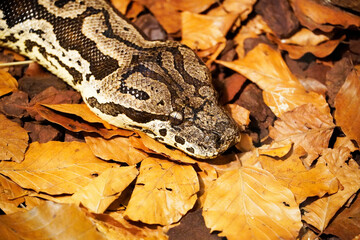 Close up of a phyton in the foliage. Reptile. Camouflage. Choke snake