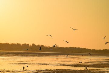 Fototapeta na wymiar Amazing colden sunset and sea-gulls flying above the sea