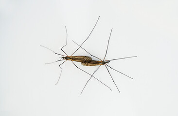 Two gnats during mating on a white background. Close-up of insects.