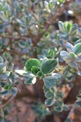 Green succulent plants 