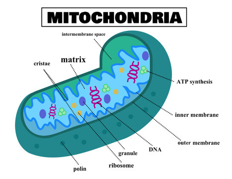 Anatomy of the mitochondria.Structure of cell.Mitochondrial diagram.Biology or science.Infographic for education.Organelle in eukaryotic cells.Cartoon vector illustration.Flat design.