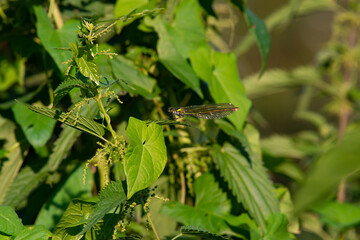 Charmante demoiselle