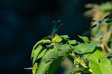 Une libellule épié  © Nomie