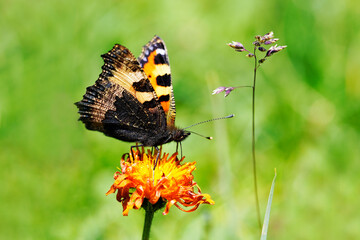 Small tortoiseshell, Aglais urticae. Colourful Eurasian butterfly. Close up of the insect with orange-black wings.
