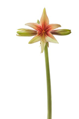 Hippeastrum (amaryllis)  Wild Amazone on a white background isolated