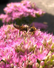 Bees, upclose, on a large pink flower in summer