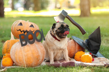 Cute pug dog with Halloween decor and pumpkins in park