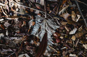 close up of leaves