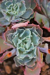 close up of a green succulent rosette flower